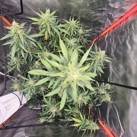 LSD auto (63-70 Tage ab Keimung) growlog timeline photo
