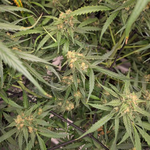 LSD auto (63-70 Tage ab Keimung) growlog timeline photo