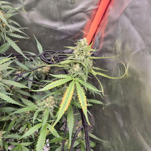 LSD auto (63-70 Tage ab Keimung) growlog timeline photo