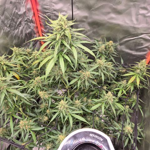 LSD auto (63-70 Tage ab Keimung) growlog timeline photo