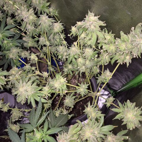 WTF- Königin Mimosa evo 👑👑👑 (65-70bt) growlog timeline photo
