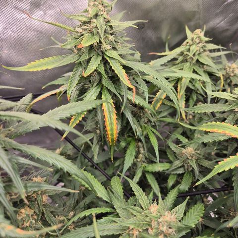 LSD auto (63-70 Tage ab Keimung) growlog timeline photo