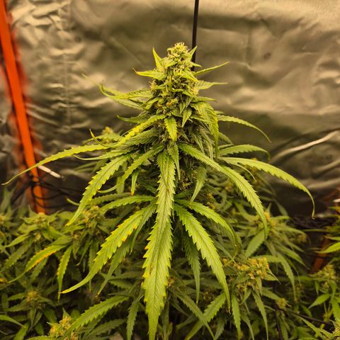 LSD auto (63-70 Tage ab Keimung) growlog timeline photo