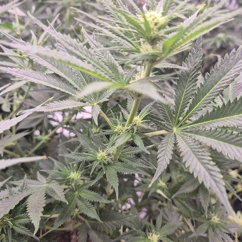 Mimosa evo stecki  🍊🍋🍍 (65-70bt) growlog timeline photo
