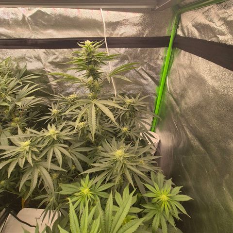 Ice cream cake 🍰 & permanent marker🖊(65-73bt) growlog timeline photo