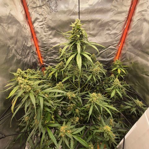 LSD auto (63-70 Tage ab Keimung) growlog timeline photo