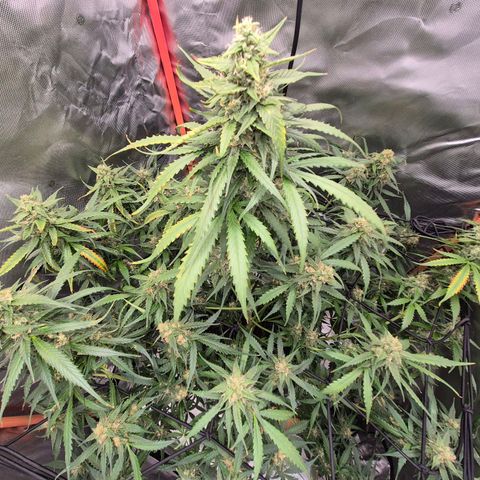 LSD auto (63-70 Tage ab Keimung) growlog timeline photo
