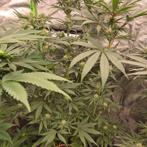 💚Bubba kush 🦝 (56-63 BT) growlog timeline photo