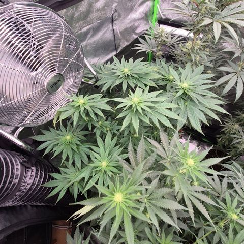 💚Bubba kush 🦝 (56-63 BT) growlog timeline photo