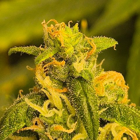 LSD auto (63-70 Tage ab Keimung) growlog timeline photo