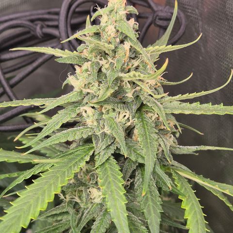 LSD auto (63-70 Tage ab Keimung) growlog timeline photo
