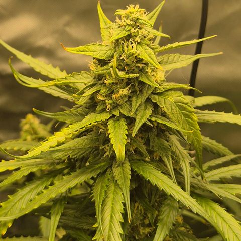 LSD auto (63-70 Tage ab Keimung) growlog timeline photo