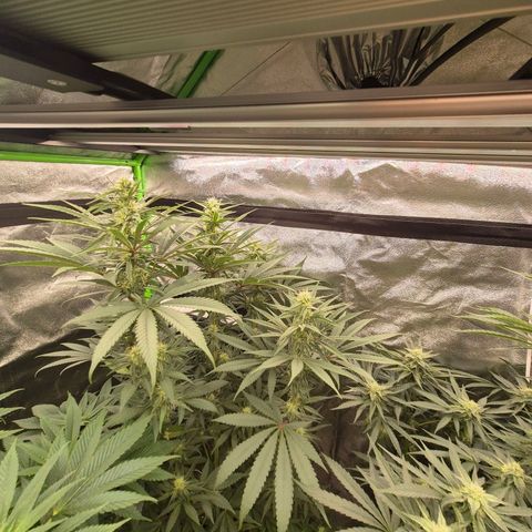 💚Bubba kush 🦝 (56-63 BT) growlog timeline photo