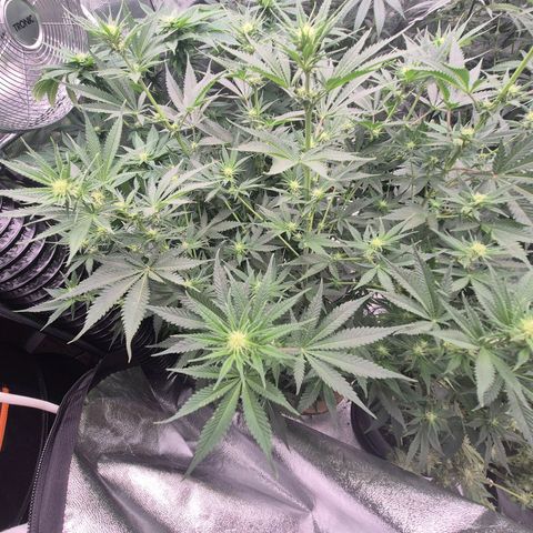 Mimosa evo stecki  🍊🍋🍍 (65-70bt) growlog timeline photo