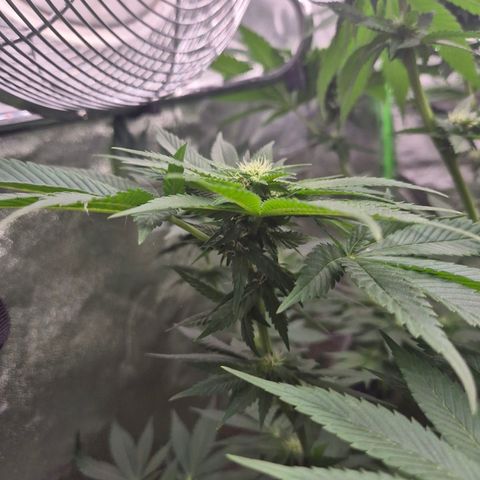 ICE 💚🧊 (63-70bt) growlog timeline photo