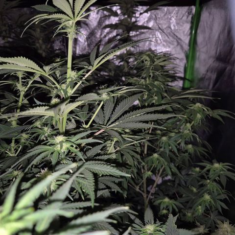 Mimosa evo stecki  🍊🍋🍍 (65-70bt) growlog timeline photo