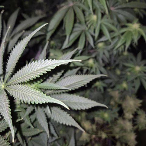 Mimosa evo stecki  🍊🍋🍍 (65-70bt) growlog timeline photo