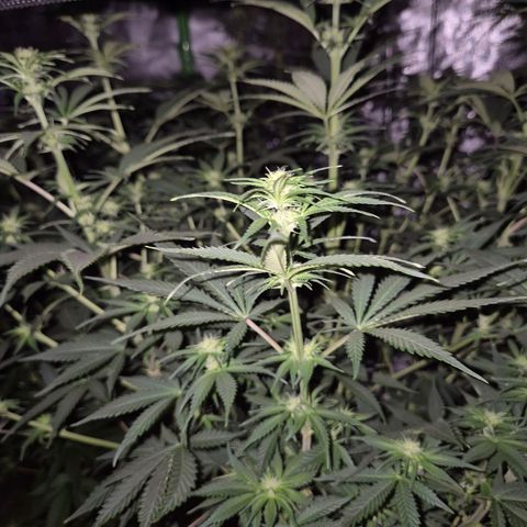 Mimosa evo stecki  🍊🍋🍍 (65-70bt) growlog timeline photo