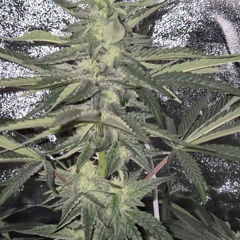 Ice cream cake 🍰 & permanent marker🖊(65-73bt) growlog timeline photo