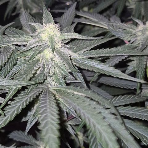 Ice cream cake 🍰 & permanent marker🖊(65-73bt) growlog timeline photo