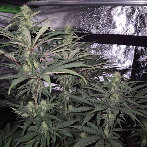 ICE 💚🧊 (63-70bt) growlog timeline photo