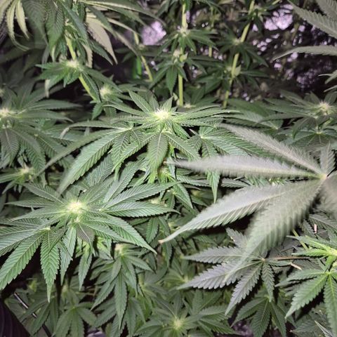 💚Bubba kush 🦝 (56-63 BT) growlog timeline photo