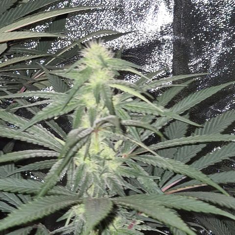 ICE 💚🧊 (63-70bt) growlog timeline photo