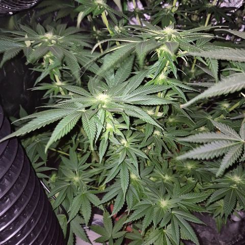 💚Bubba kush 🦝 (56-63 BT) growlog timeline photo