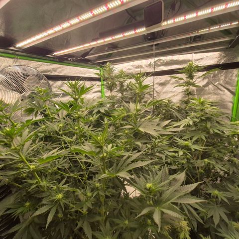 Tangerine dream 🌴 (60-65bt)  growlog timeline photo