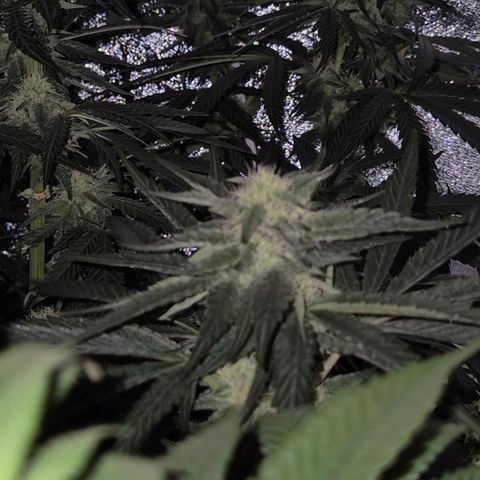 Ice cream cake 🍰 & permanent marker🖊(65-73bt) growlog timeline photo