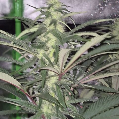 ICE 💚🧊 (63-70bt) growlog timeline photo