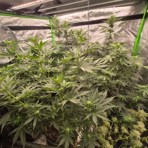 Mimosa evo stecki  🍊🍋🍍 (65-70bt) growlog timeline photo