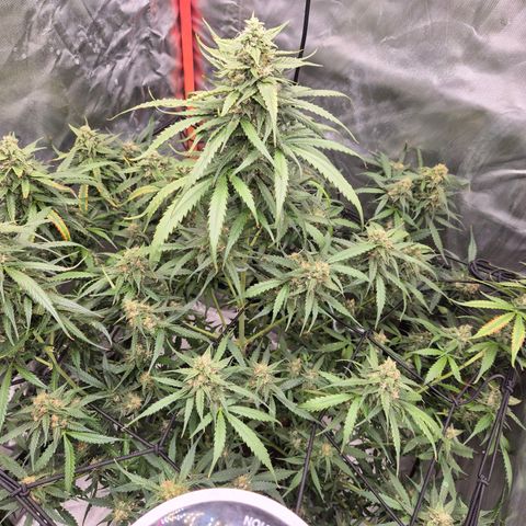 LSD auto (63-70 Tage ab Keimung) growlog timeline photo
