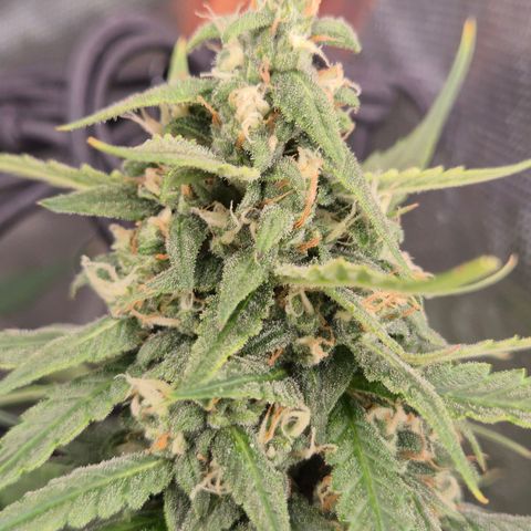 LSD auto (63-70 Tage ab Keimung) growlog timeline photo