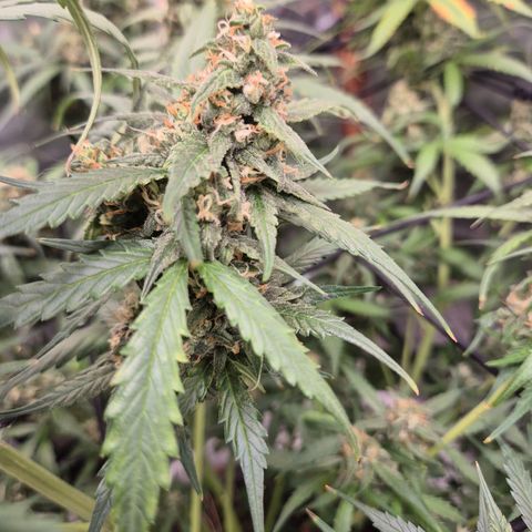 LSD auto (63-70 Tage ab Keimung) growlog timeline photo