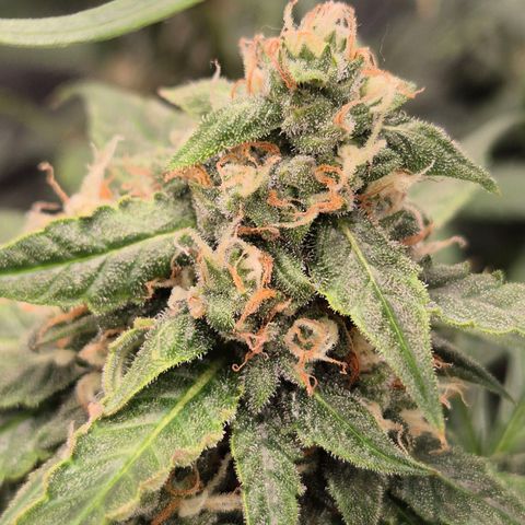 LSD auto (63-70 Tage ab Keimung) growlog timeline photo