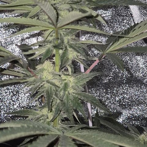 Ice cream cake 🍰 & permanent marker🖊(65-73bt) growlog timeline photo