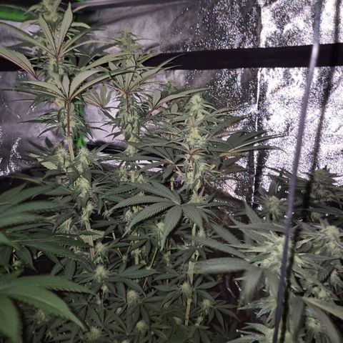 ICE 💚🧊 (63-70bt) growlog timeline photo