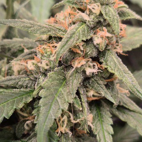 LSD auto (63-70 Tage ab Keimung) growlog timeline photo