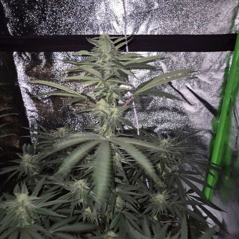 Ice cream cake 🍰 & permanent marker🖊(65-73bt) growlog timeline photo