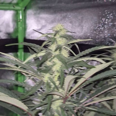 ICE 💚🧊 (63-70bt) growlog timeline photo