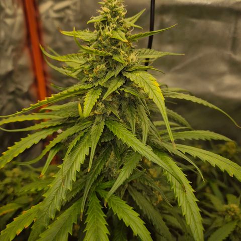 LSD auto (63-70 Tage ab Keimung) growlog timeline photo