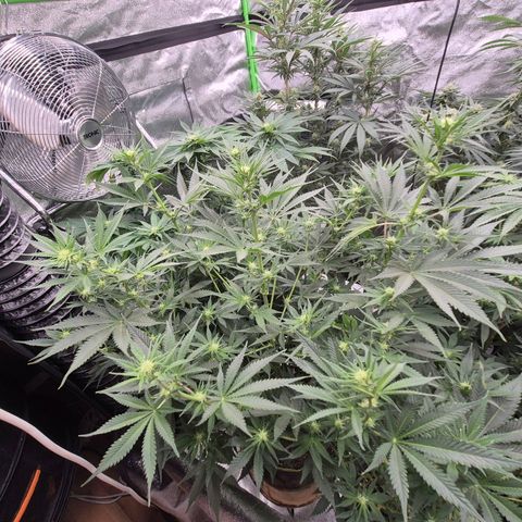 Tangerine dream 🌴 (60-65bt)  growlog timeline photo