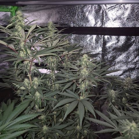 ICE 💚🧊 (63-70bt) growlog timeline photo