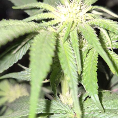 💚Bubba kush 🦝 (56-63 BT) growlog timeline photo