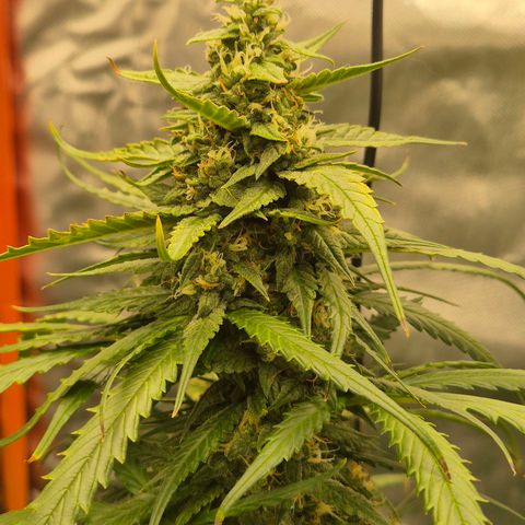 LSD auto (63-70 Tage ab Keimung) growlog timeline photo