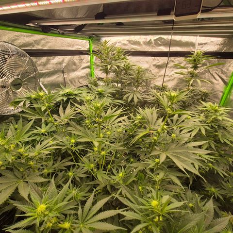Mimosa evo stecki  🍊🍋🍍 (65-70bt) growlog timeline photo