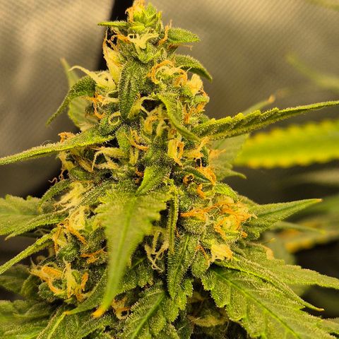 LSD auto (63-70 Tage ab Keimung) growlog timeline photo