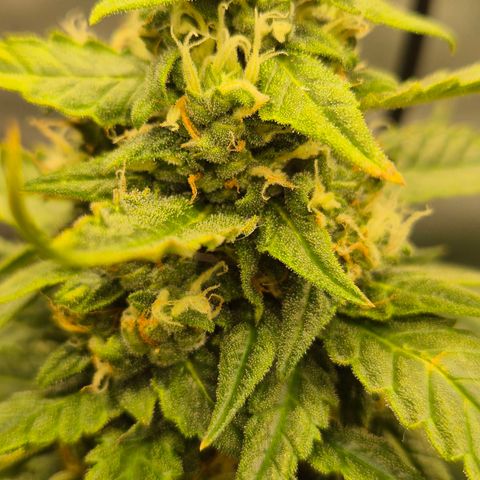 LSD auto (63-70 Tage ab Keimung) growlog timeline photo