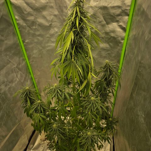 💚CHOCOLOPE 🍫 ☕️auto (56-63 BT) growlog photo: Ups...Naja. Wird sich schon wieder erholen..